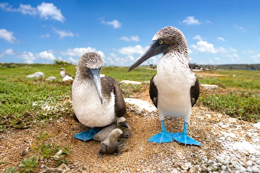 North Seymour blue-footed boobies New Year tour